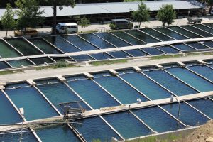 fish-farm-871282057819CTpF